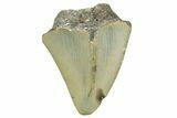 Partial, Fossil Megalodon Tooth - North Carolina #368063-1
